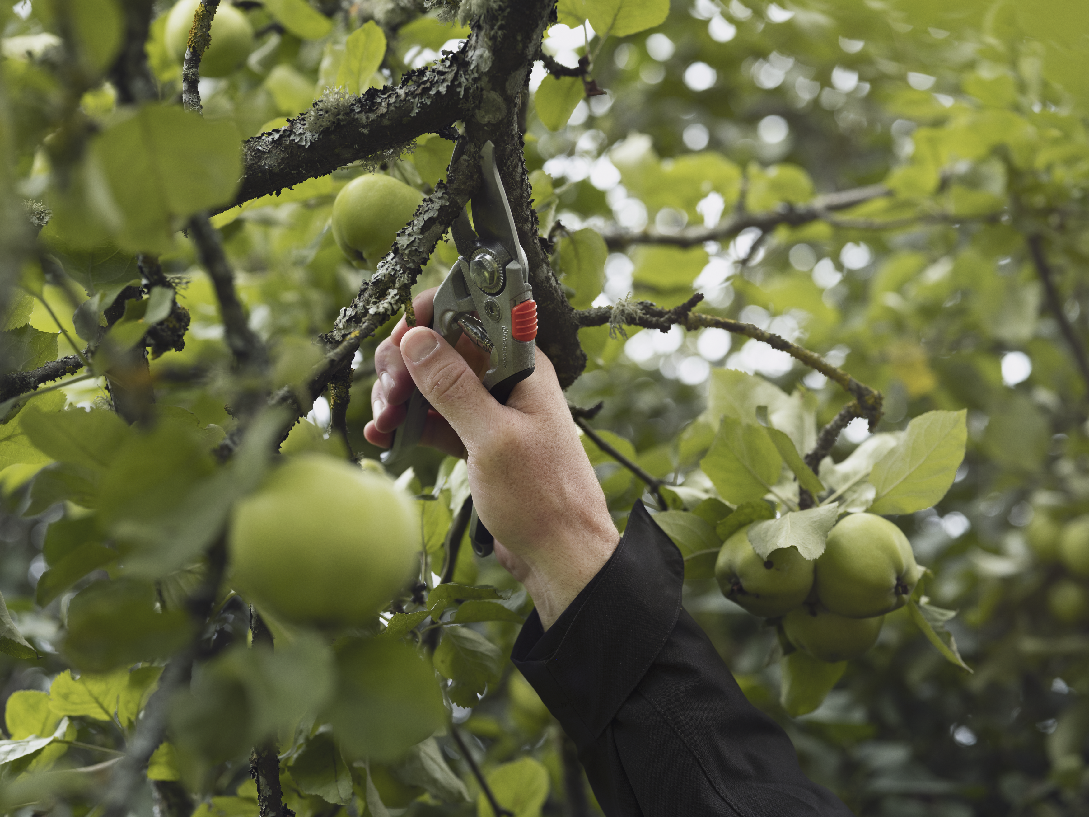 Secateur large image 1